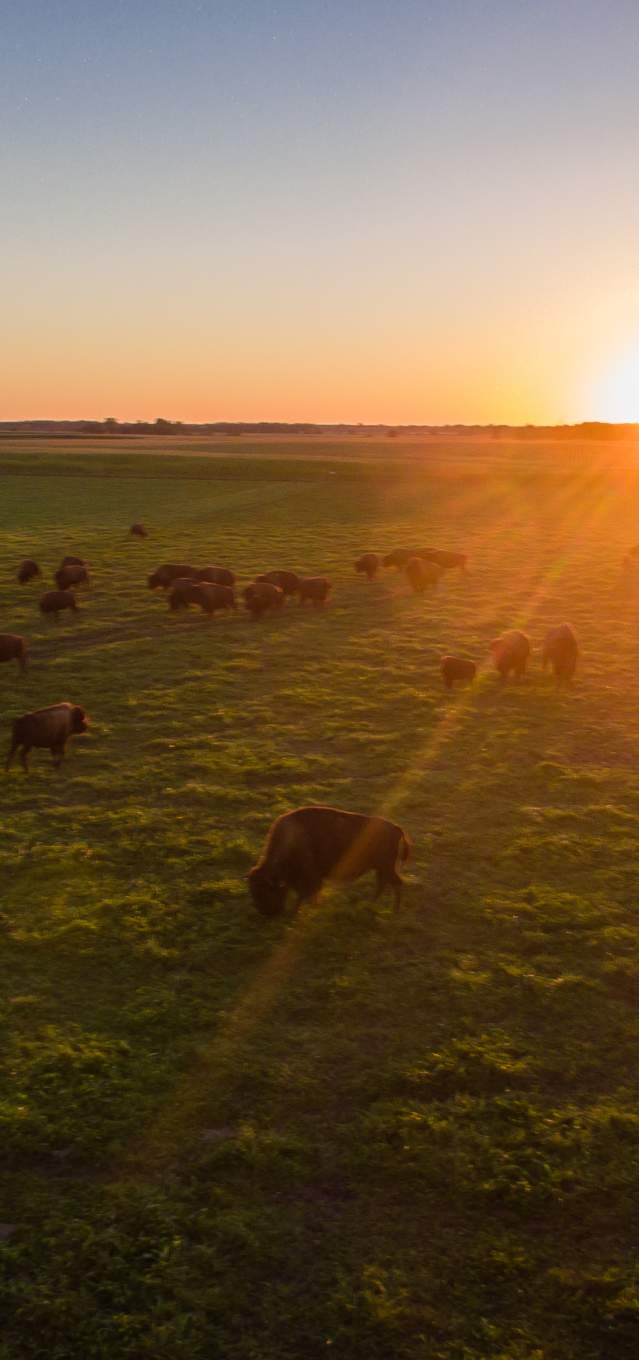 Bisons roam in a green field during sunset at Broken Wagon Bison Farm