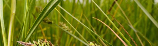 Sedges Are a Buffet for Bison in the Indiana Dunes
