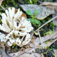 A white fungus with multiple arms sprouts out from the moist ground.