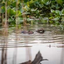 Two beavers swim through the water. Green vegetation is in the background