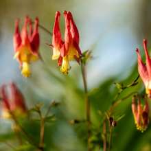 Red and yellow downward facing flowers