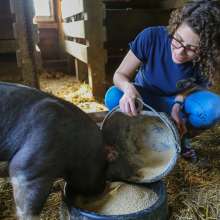 A woman kneels down while emptying a bucket of grain into a feed bowl for a pig.