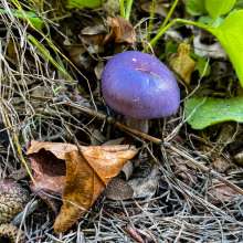A purple blue mushroom sprouts from the earth.