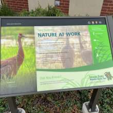 An informational sign about "Nature At Work" with a sandhill crane picture