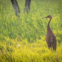 A Sandhill Crane at Cowles Bog