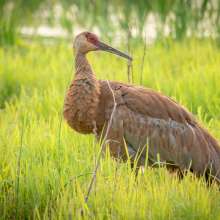 A sandhill crane looks back at something in the distance. It stands in a marshy area with vegetation.