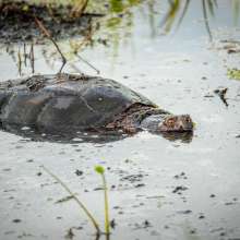A large snapping turtle swims through the water.