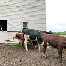 A woman stands in a barn door, looking at a group of cows. The bottom half of the barn door is shut.
