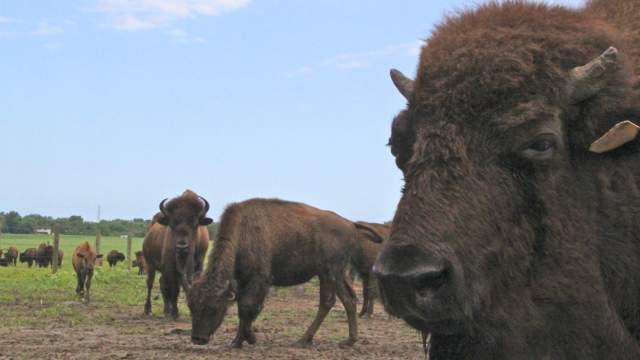 Bison