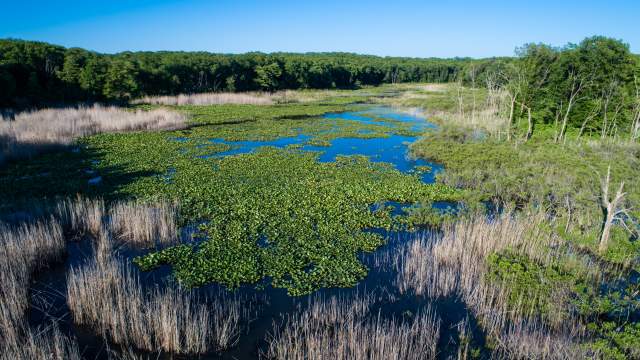 Aerial view of a water with green and brown vegetation. Trees line the background an a blue sky is above.
