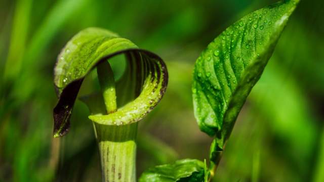 Arisaema triphyllum (Jack in the pulpit)
