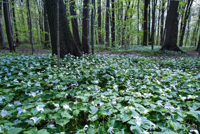 A lush forest floor is carpeted with blooming white trillium flowers beneath tall trees with dark trunks. Fresh green leaves are beginning to bud on the branches, suggesting early spring. Soft, dappled sunlight filters through the canopy, casting gentle light across the dense undergrowth of green foliage and delicate blossoms. The scene feels peaceful and vibrant with new growth.