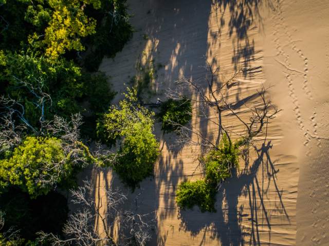 Aerial view of a sandy dune with footprints, bordered by green trees and casting long shadows.