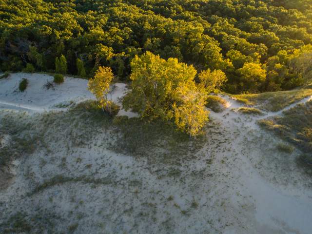 Aerial view of sand dunes with scattered trees and a dense forest under golden sunlight.