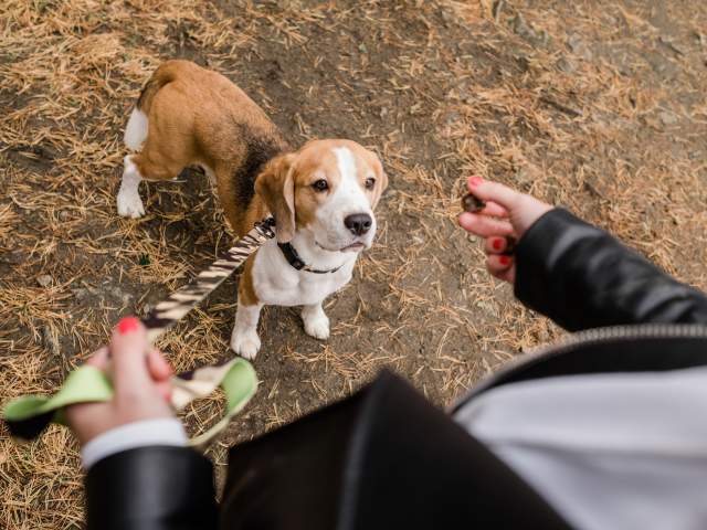 Beagle Dog on a leash