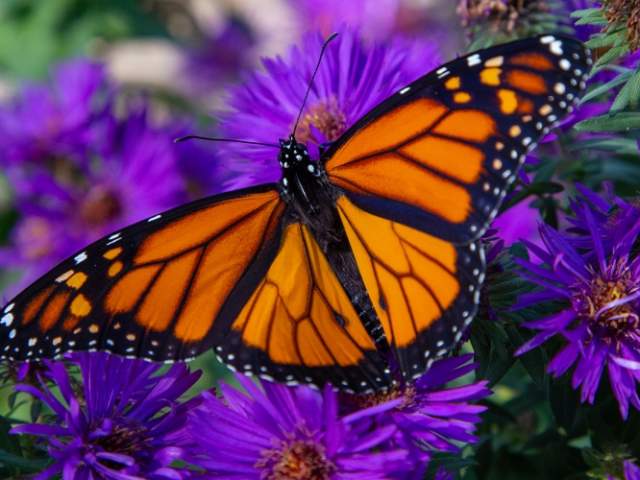 Monarch Butterfly on flowers