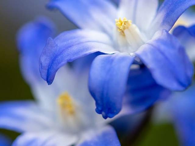 Brincka Cross Garden flower