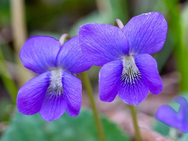 Dog Violet