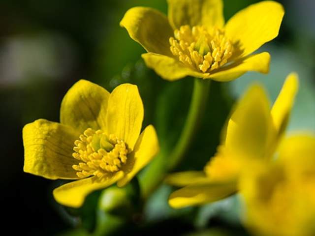 Marsh Marigold