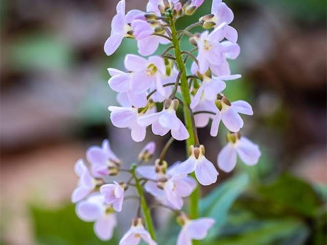 Meadow Cress