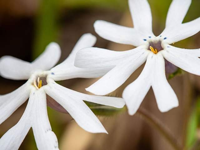 Moss Phlox