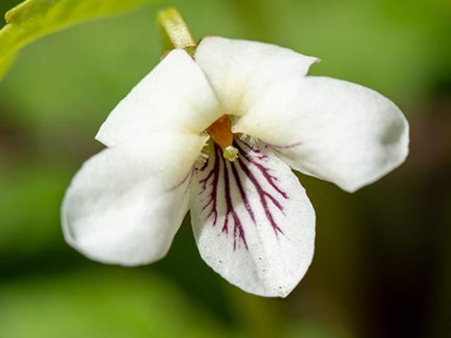 Northern White Violet