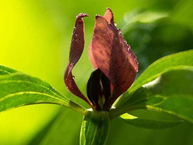 Prairie Trillium