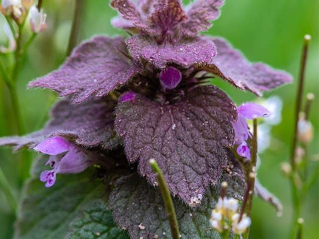 Red Dead-Nettle