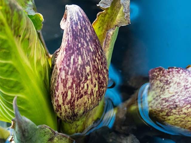 Skunk Cabbage