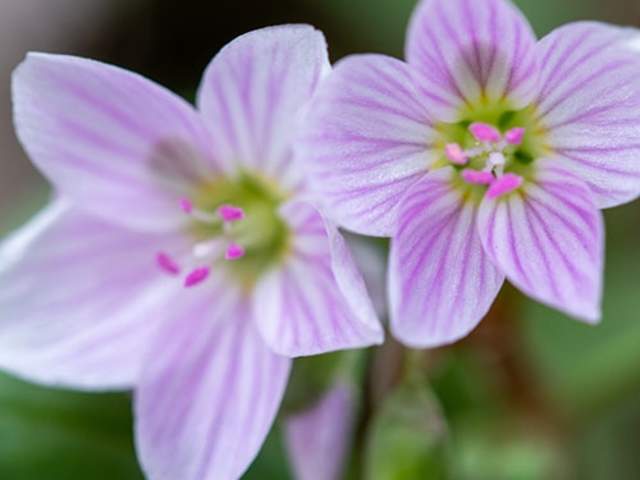 Spring Beauty