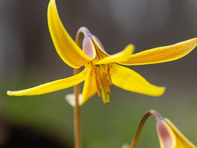 Trout Lily