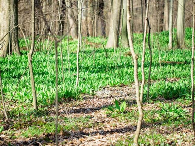 Wild Leek