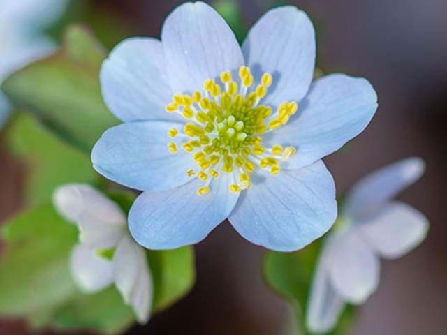 Wood Anemone