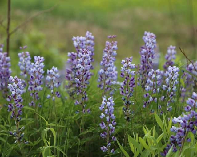 Lupine at West Beach
