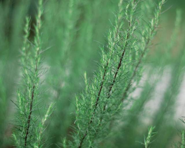 Dog Fennel closeup