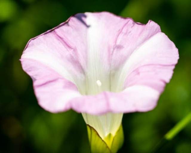 Bindweed