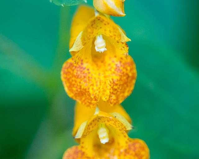 Jewelweed at Pinhook Bog
