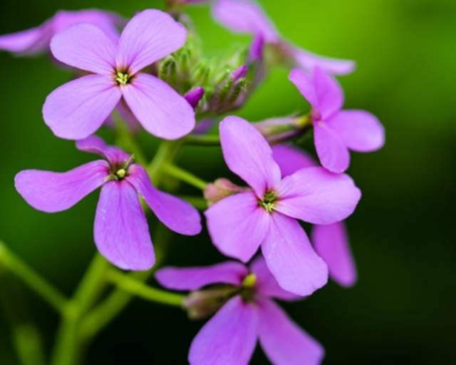 Dame's Violet (invasive)