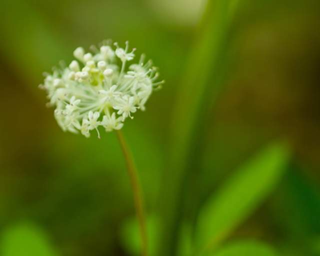 Dwarf Ginseng