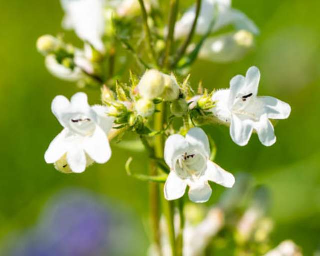 Foxglove Beardtongue