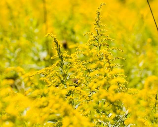 Goldenrod