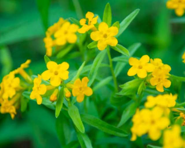 Hoary Puccoon
