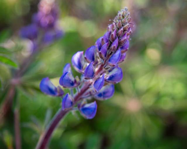Lupine