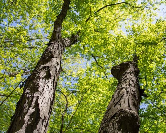 Upward view of trees with leaves