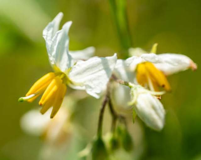 Nightshade
