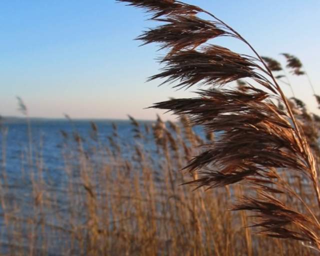 Phragmites