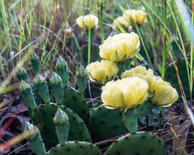 Prickly Pear Cactus