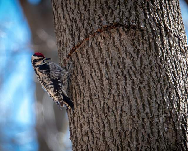 Yellow-bellied Sapsucker at Heron Rookery