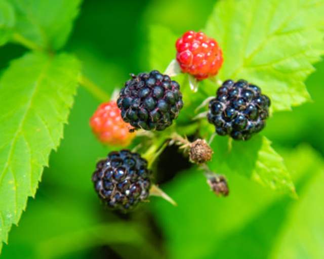 Raspberry