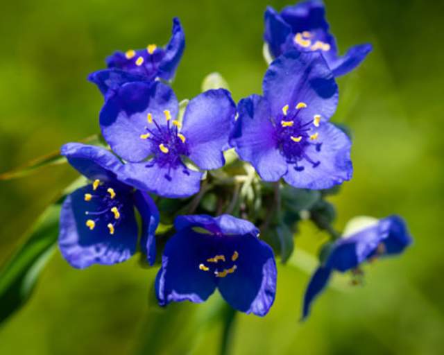 Spiderwort